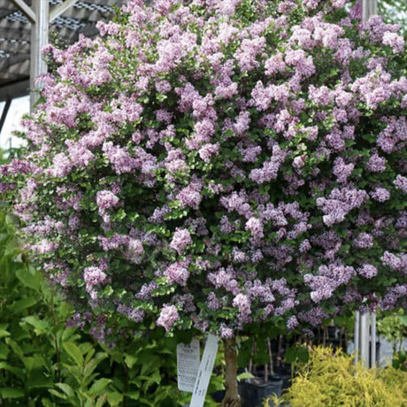 Liliac Indian Seaburn (Lagerstroemia), arbore de vara cu flori roz-carmine, inflorire lunga, port compact
