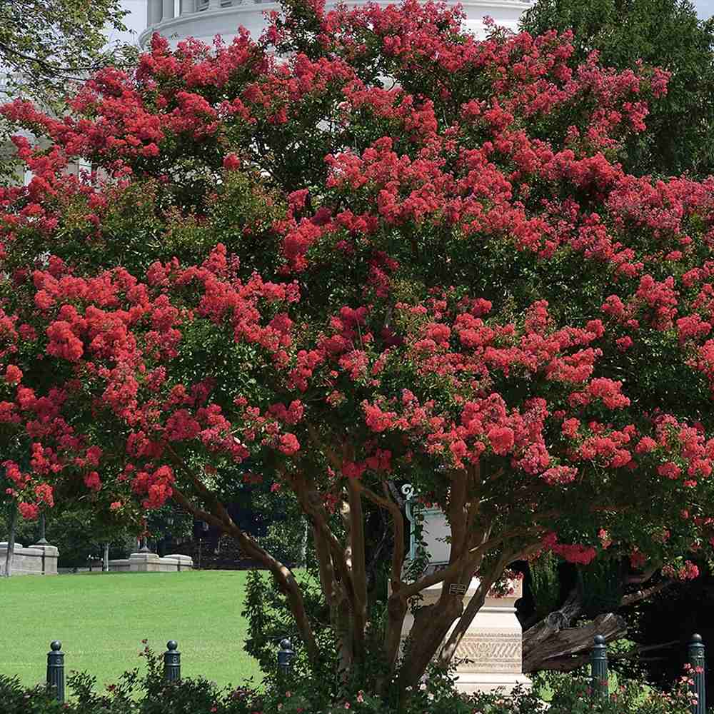 Liliac Indian Copac Rubra Magnifica, arbore de vara cu flori rosii-carmine, inflorire prelungita