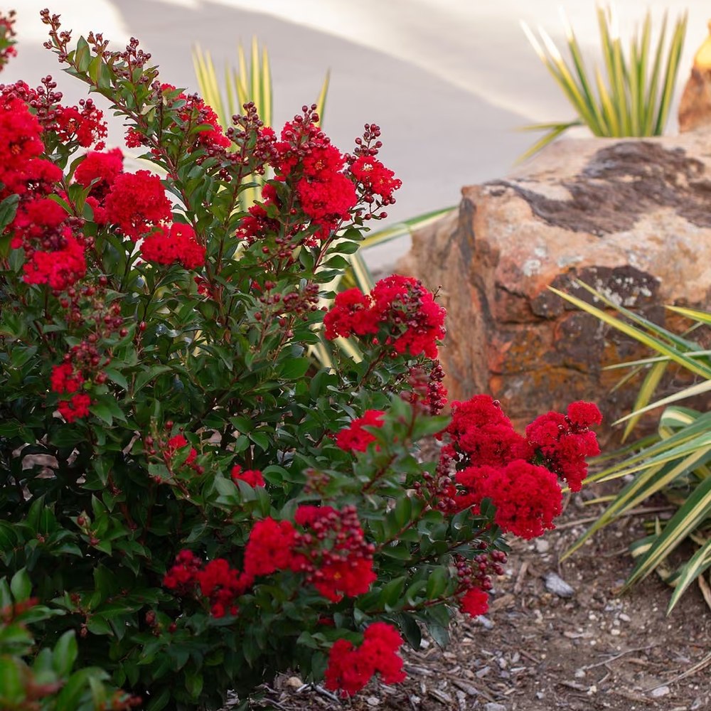 Liliac Indian Arbustiv Enduring Summer Red (Lagerstroemia Indica), cu flori rosu- intens, inflorire continua