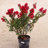 Liliac Indian Arbustiv Enduring Summer Red (Lagerstroemia Indica), cu flori rosu- intens, inflorire continua
