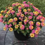 Regina fluturilor (Lantana) Lucky Honey Blush Copacel, flori cu parfum intens, curcubeul tropical in nuante pastel si inflorire continua