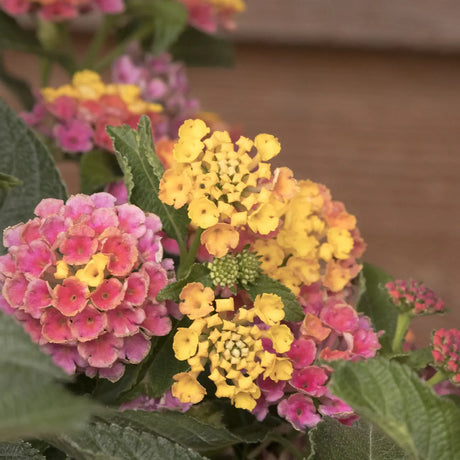 Regina fluturilor (Lantana) Lucky Honey Blush Copacel, flori cu parfum intens, curcubeul tropical in nuante pastel si inflorire continua