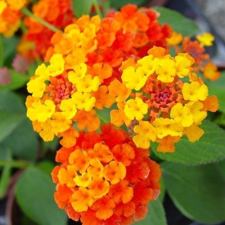 Regina fluturilor (Lantana) Camara XXL, flori in tonuri de miere cu parfum intens, inflorescente multicolore cu efect de curcubeu, inflorire continua