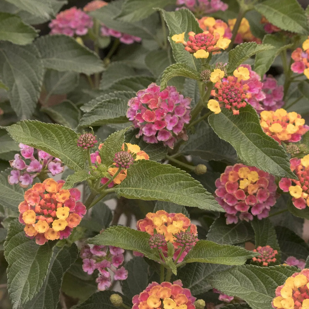 Regina fluturilor (Lantana) Lucky Honey Blush Copacel, flori cu parfum intens, curcubeul tropical in nuante pastel si inflorire continua