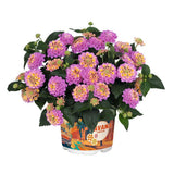Regina fluturilor (Lantana) Havana Rose, cu flori roz-piersic parfumate si inflorire continua, Inflorescente multicolore cu efect de curcubeu tropical