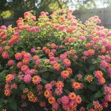 Regina fluturilor (Lantana) Havana Rose, cu flori roz-piersic parfumate si inflorire continua, Inflorescente multicolore cu efect de curcubeu tropical