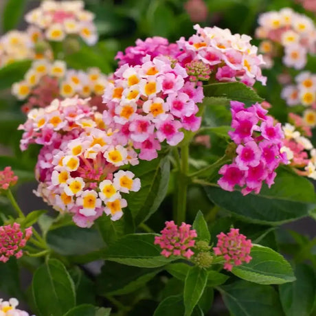 Floarea Chamaeleon Lantana Havana Rose, arbust decorativ cu flori roz-piersic si inflorire continua