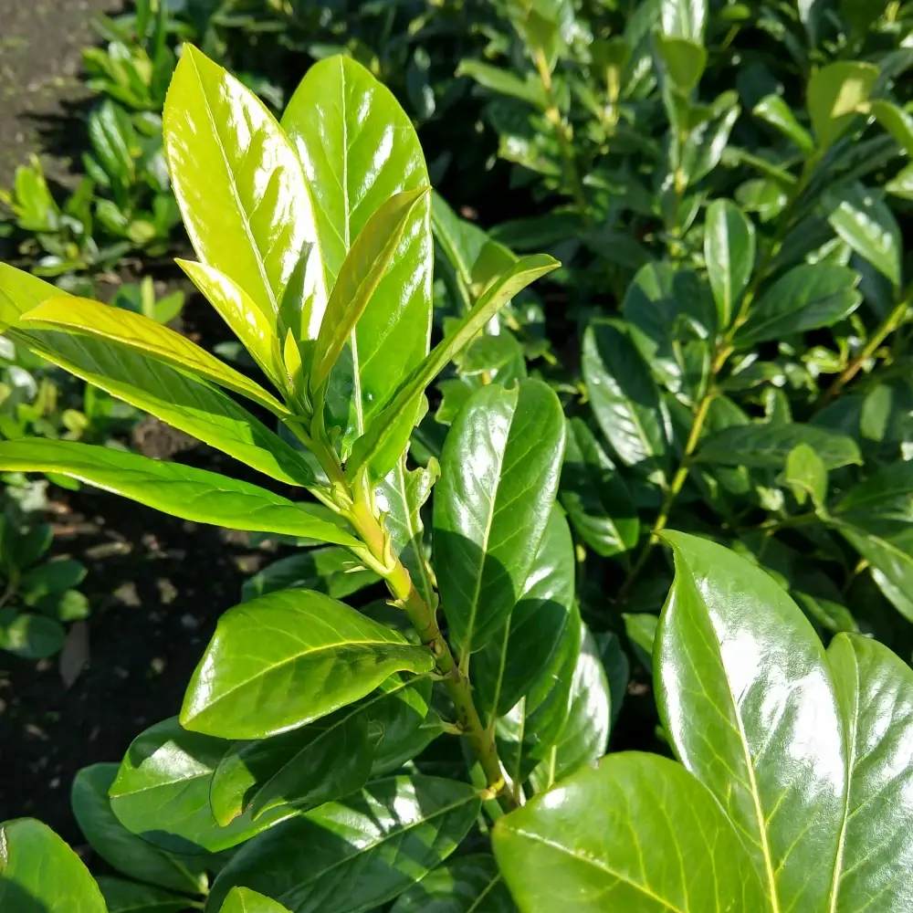 Laur Englezesc Novita (Laurocires), tip copac, frunzis verde lucios, coroana bogata, tulpina groasa, rezistenta iarna -25°C