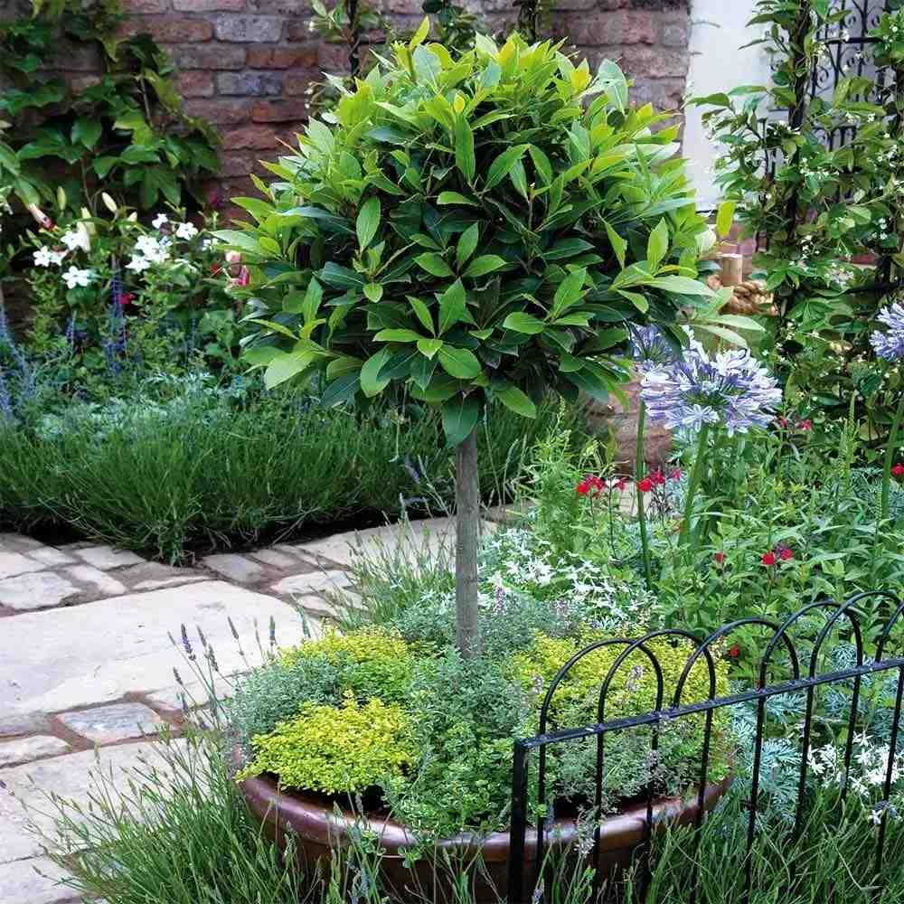 Laur englezesc Copacel (Prunus laurocerasus) Green Lustre, pe Tulpina,  vesnic verde, rezistent la frig, cu frunze lucioase