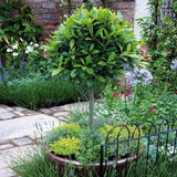 Laur englezesc Copacel (Prunus laurocerasus) Green Lustre, pe Tulpina,  vesnic verde, rezistent la frig, cu frunze lucioase