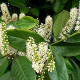 Laur englezesc Copacel (Prunus laurocerasus) Green Lustre, pe Tulpina,  vesnic verde, rezistent la frig, cu frunze lucioase