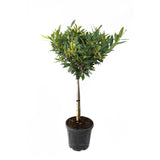 Laur englezesc Copacel (Prunus laurocerasus) Green Lustre, pe Tulpina,  vesnic verde, rezistent la frig, cu frunze lucioase