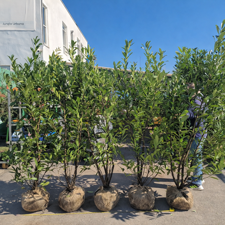 Laur Englezesc Vesnic Verde Caucasica (Laurocires), cu flori parfumate, vesnic verde, gard viu rapid, rezistent la boli, frig si caldura