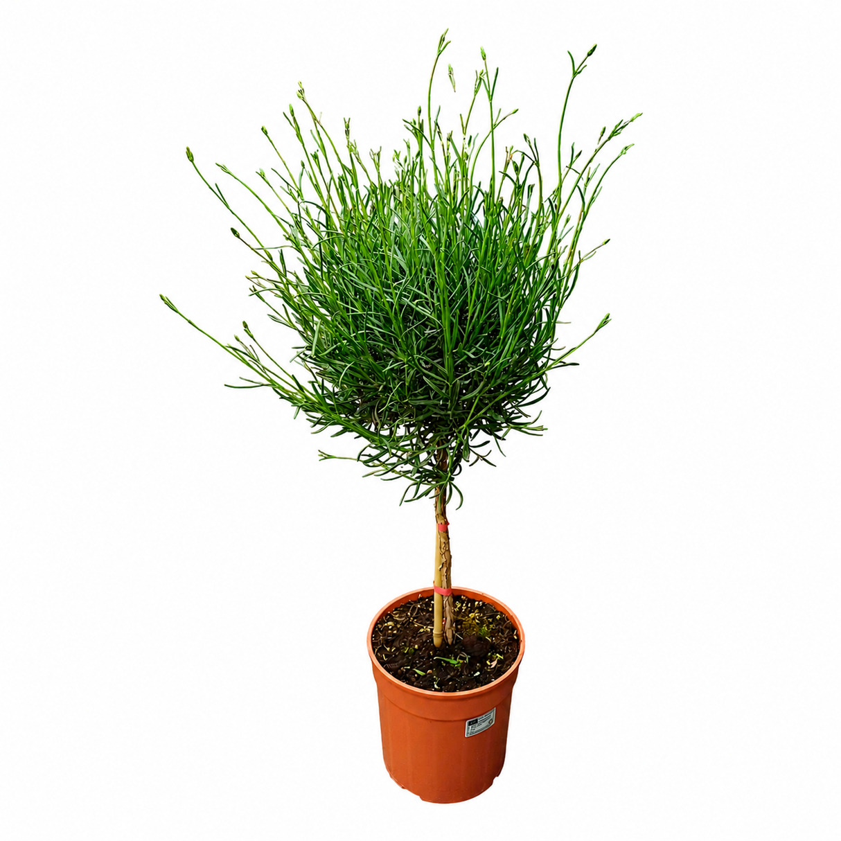 Lavanda Englezeasca Hidcote Blue pe tulpina, cu flori albastre-mov si parfum seducator
