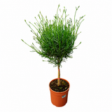 Lavanda Englezeasca Hidcote Blue pe tulpina, cu flori albastre-mov si parfum seducator