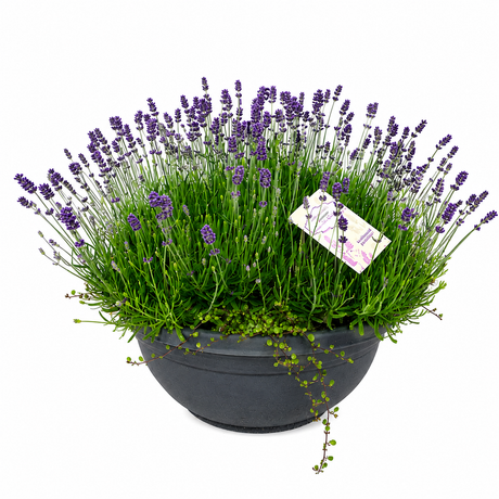 Lavanda Englezeasca Hidcote Blue, cu flori albastre-mov si parfum seducator