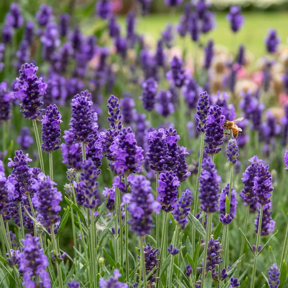 Lavanda englezeasca Spear Blue, parfumata cu flori albastru-violet, planta perena rezistenta