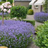 Lavanda Englezeasca Hidcote Blue, cu flori albastre-mov si parfum seducator