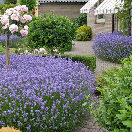 Lavanda Englezeasca Hidcote Blue, cu flori albastre-mov si parfum seducator