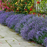 Lavanda Englezeasca Hidcote Blue, cu flori albastre-mov si parfum seducator