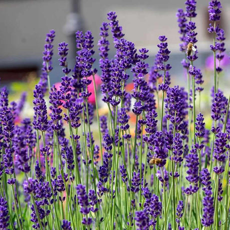 Lavanda Englezeasca albastra Cleo-Patio (Lavandula angustifolia),  compacta, parfumata, rezistenta la ger ideala, pentru ghivece