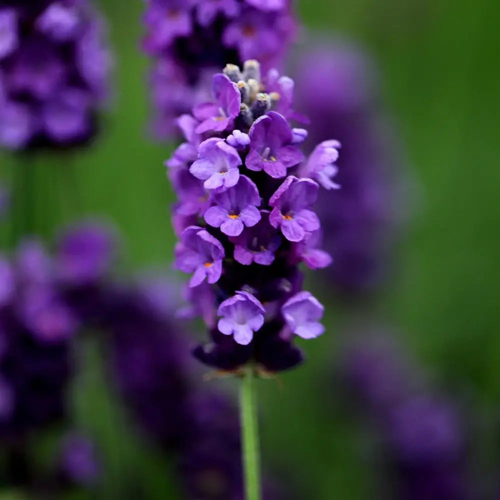 Lavanda Englezeasca Imperial Gem, flori violet parfumate, arbust peren rezistent