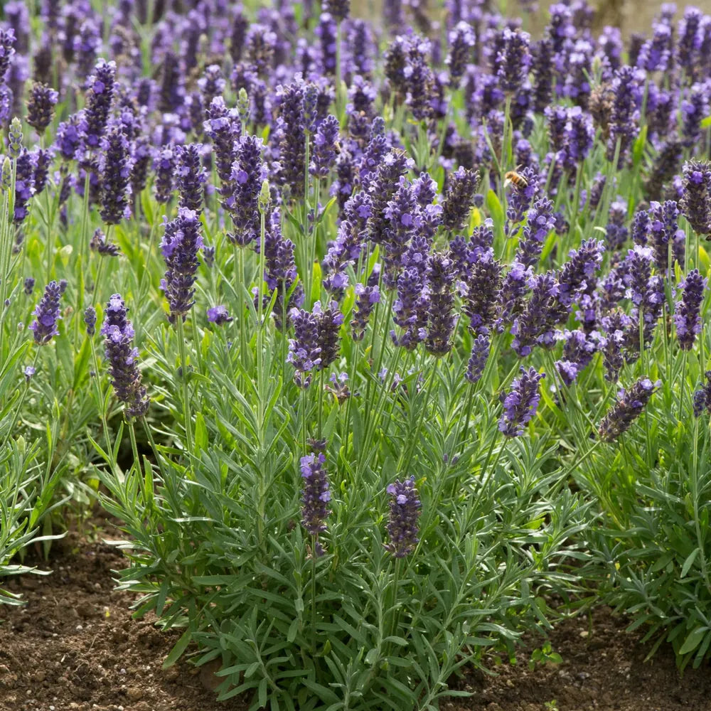 Lavanda englezeasca Spear Blue, parfumata cu flori albastru-violet, planta perena rezistenta
