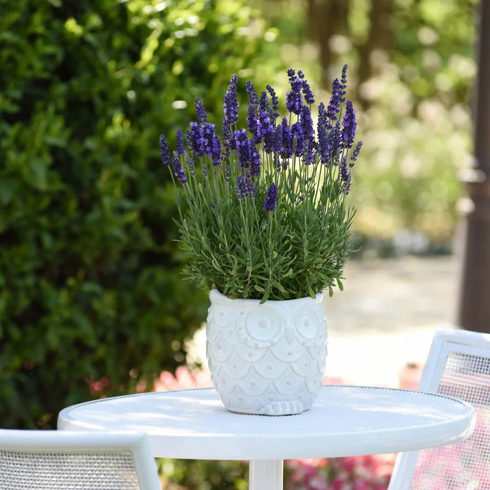 Lavanda englezeasca Spear Blue, parfumata cu flori albastru-violet, planta perena rezistenta