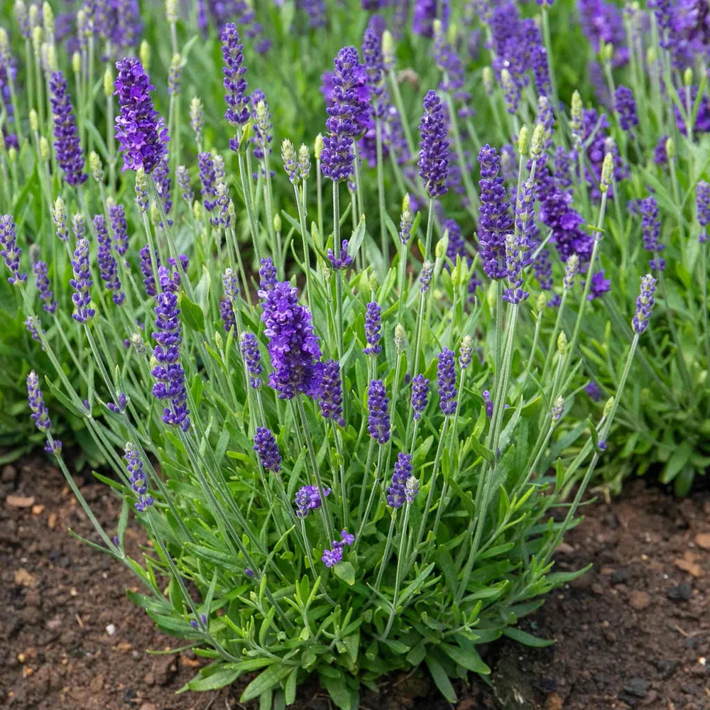 Lavanda englezeasca Spear Blue, parfumata cu flori albastru-violet, planta perena rezistenta