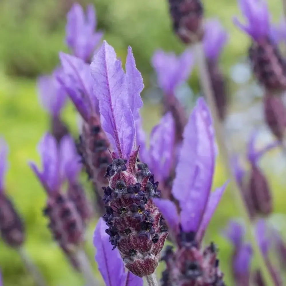 Lavandula Blue Star, lavanda albastra-violet parfumata pentru gradina si ghiveci