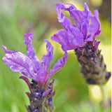Lavandula Blue Star, lavanda albastra-violet parfumata pentru gradina si ghiveci