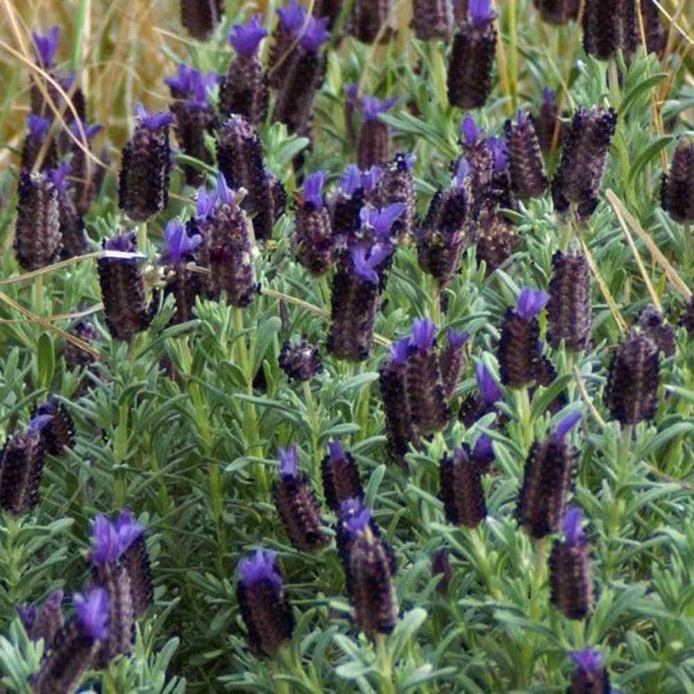 Lavandula Blue Star, lavanda albastra-violet parfumata pentru gradina si ghiveci