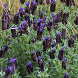 Lavandula Blue Star, lavanda albastra-violet parfumata pentru gradina si ghiveci