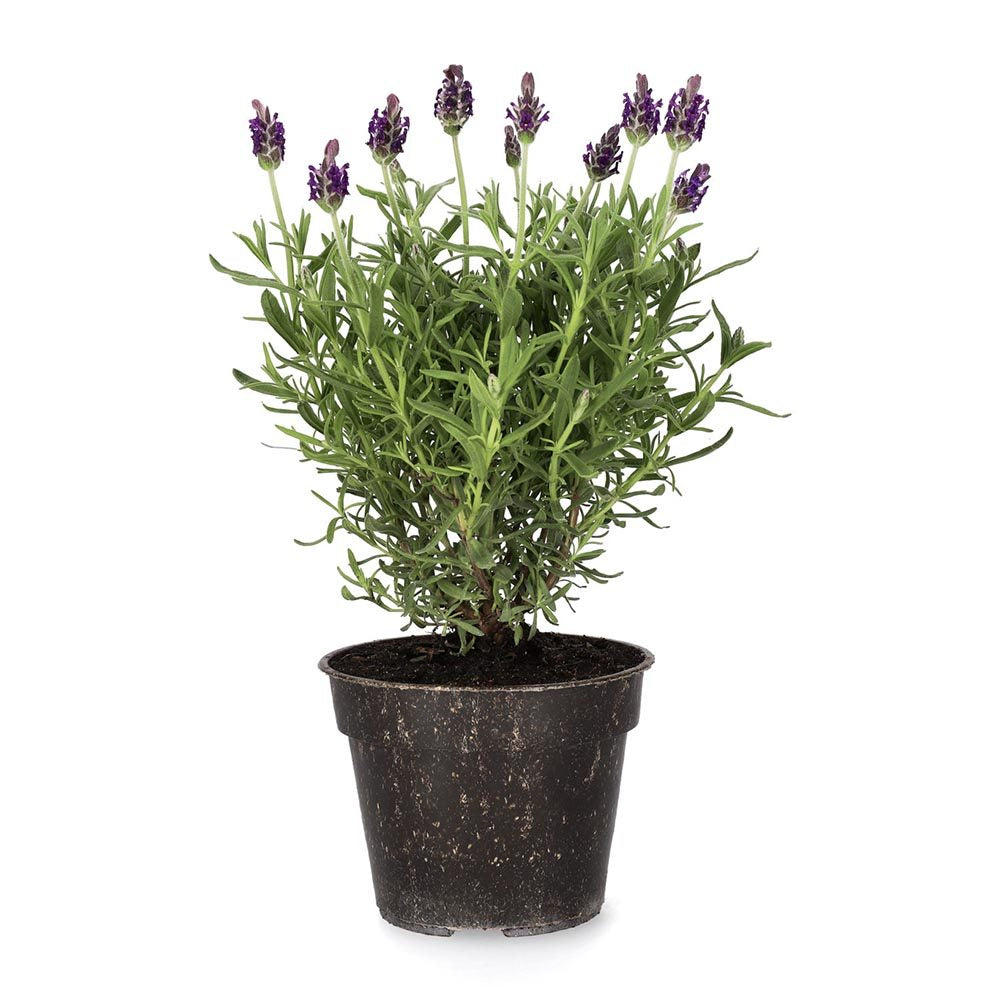 Lavandula Blue Star, lavanda albastra-violet parfumata pentru gradina si ghiveci
