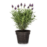Lavandula Blue Star, lavanda albastra-violet parfumata pentru gradina si ghiveci