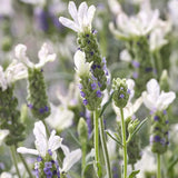 Lavanda Spaniola Anouk, cu flori albe si parfum puternic