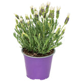 Lavanda Spaniola Anouk, cu flori albe si parfum puternic