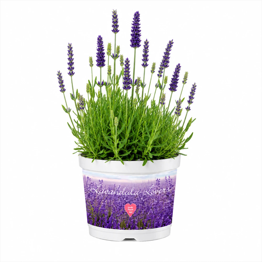 Lavanda englezeasca Spear Blue, parfumata cu flori albastru-violet, planta perena rezistenta