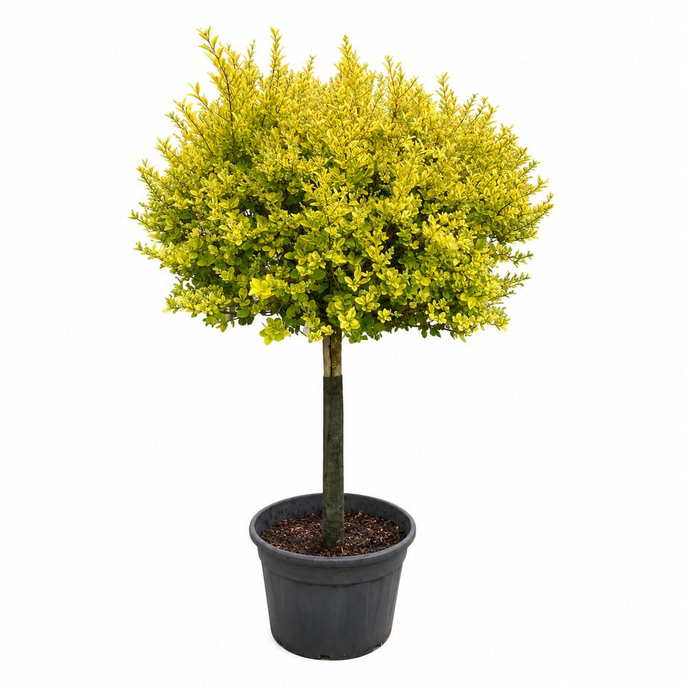 Lemn Cainesc Auriu Copac (Ligustrum Ovalifolium Aureum), cu frunza ovala bicolora, gard viu decorativ, semi-vesnic verde, crestere rapida