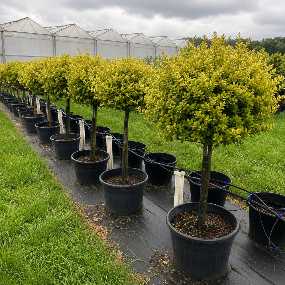 Lemn Cainesc Auriu Copac (Ligustrum Ovalifolium Aureum), cu frunza ovala bicolora, gard viu decorativ, semi-vesnic verde, crestere rapida