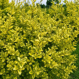 Lemn Cainesc Auriu Copac (Ligustrum Ovalifolium Aureum), cu frunza ovala bicolora, gard viu decorativ, semi-vesnic verde, crestere rapida