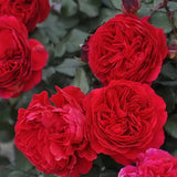 Trandafir Pomisor rosu Leonardo Da Vinci Red, inflorire repetata, parfum placut, anul 7