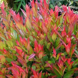 Leucothoe Carnaval, arbust vesnic verde cu frunzis multicolor si flori albe delicate, compact, de ghiveci sau gradina