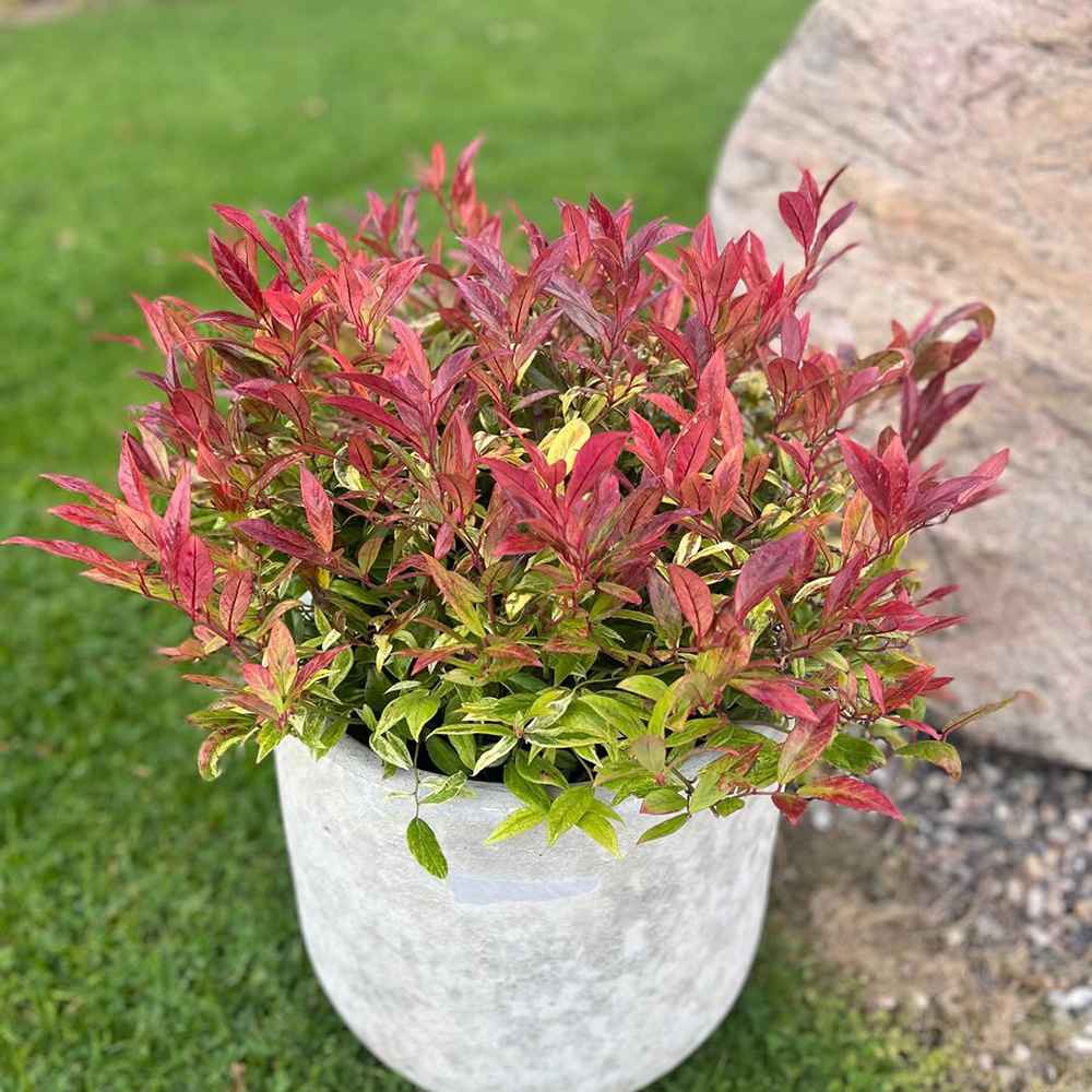 Leucothoe Carnaval, arbust vesnic verde cu frunzis multicolor si flori albe delicate, compact, de ghiveci sau gradina