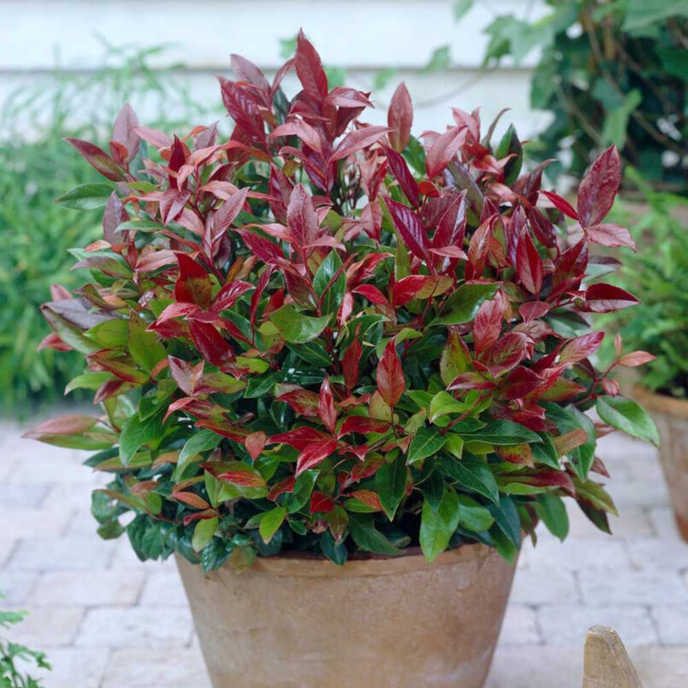 Leucothoe Zebild, arbust decorativ vesnic verde cu frunzis rosu-purpuriu si flori albe delicate