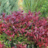 Leucothoe Zebild, arbust decorativ vesnic verde cu frunzis rosu-purpuriu si flori albe delicate