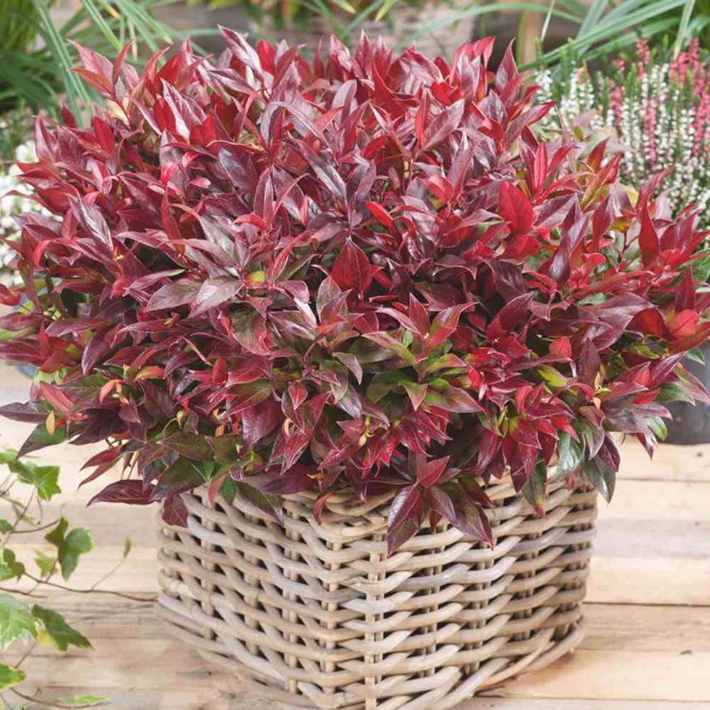 Leucothoe Zebild, arbust decorativ vesnic verde cu frunzis rosu-purpuriu si flori albe delicate