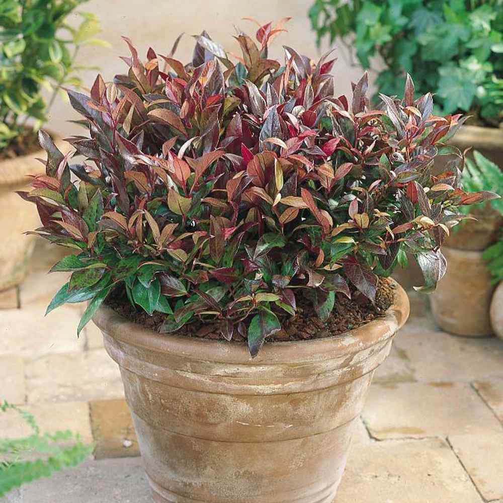 Leucothoe Zebild, arbust decorativ vesnic verde cu frunzis rosu-purpuriu si flori albe delicate