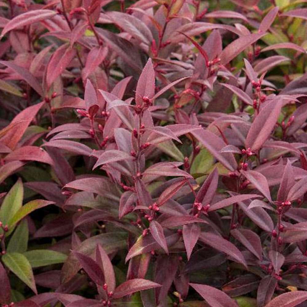 Leucothoe Zebild, arbust decorativ vesnic verde cu frunzis rosu-purpuriu si flori albe delicate