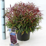 Leucothoe Burning Love, arbust vesnic verde cu frunzis rosu intens si flori albe elegante, forma compacta